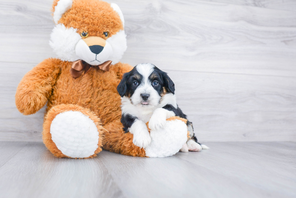 Smart Mini Bernedoodle Poodle Mix Pup
