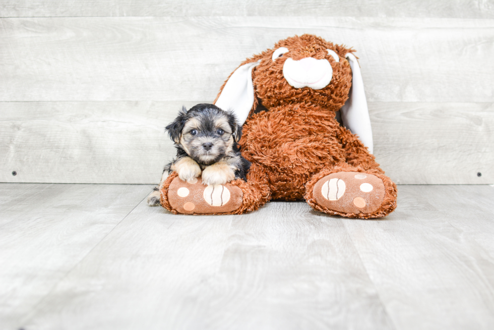 Smart Morkie Designer Pup