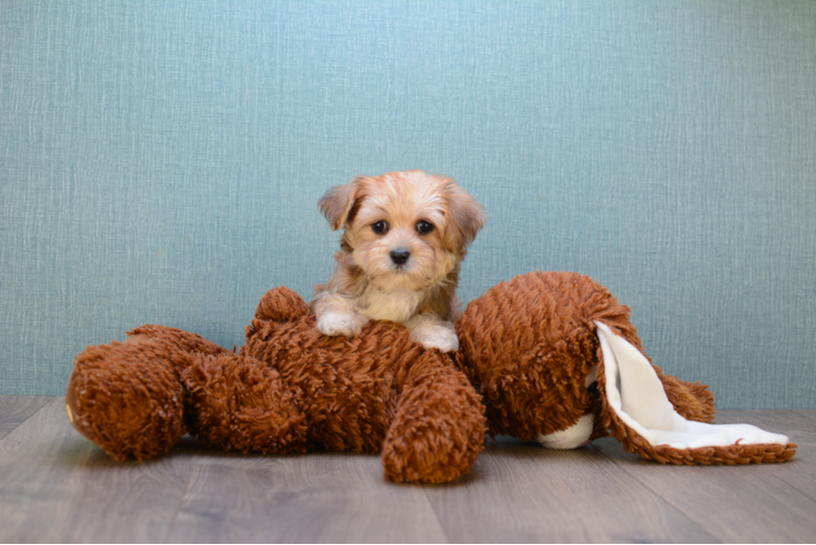 Morkie Puppy for Adoption