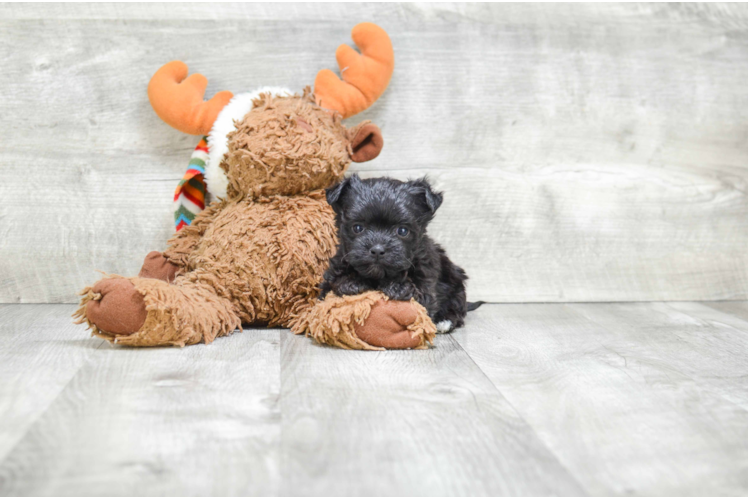 Morkie Puppy for Adoption