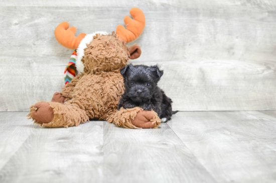 Morkie Puppy for Adoption