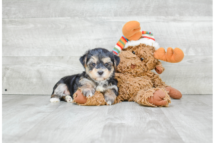 Morkie Pup Being Cute