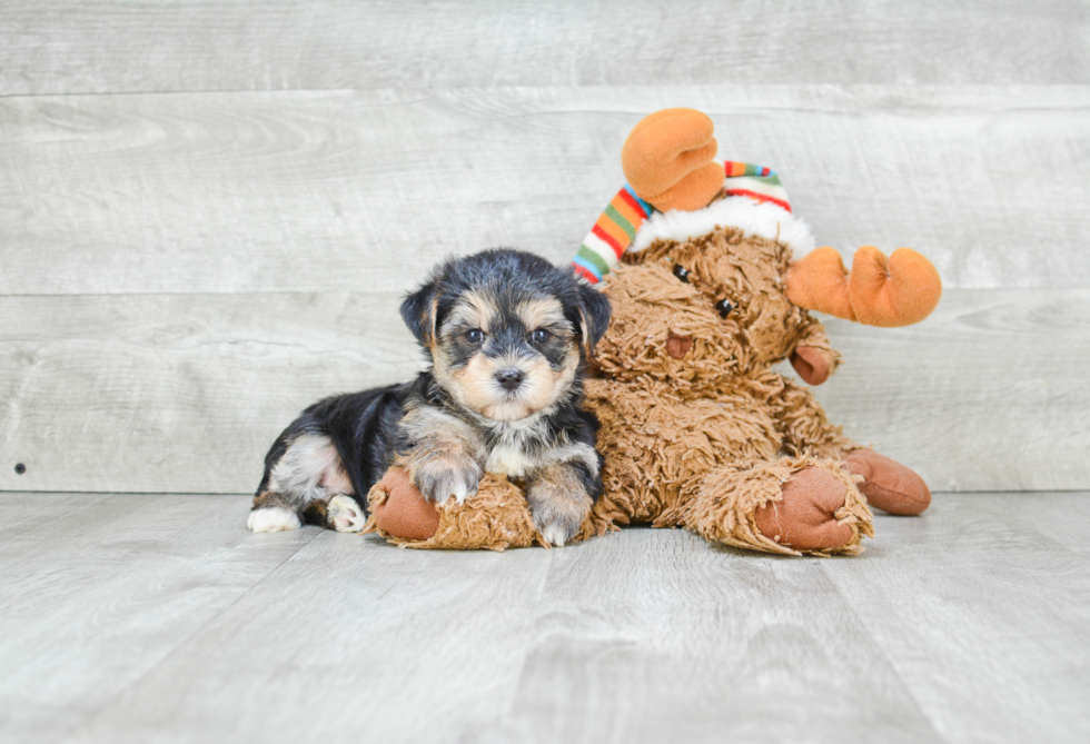 Morkie Pup Being Cute