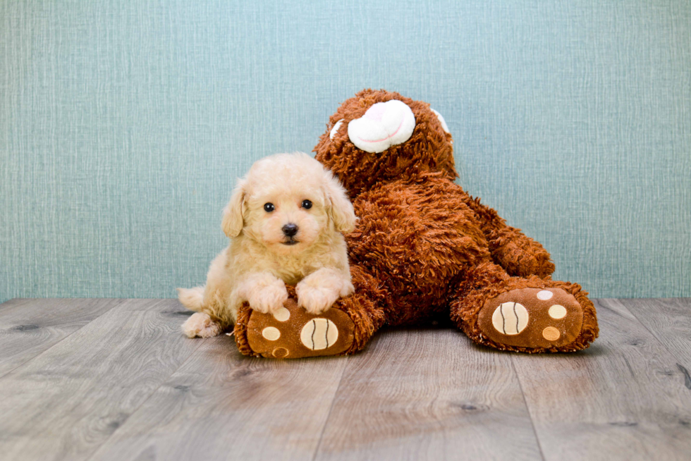 Petite Maltipoo Poodle Mix Pup