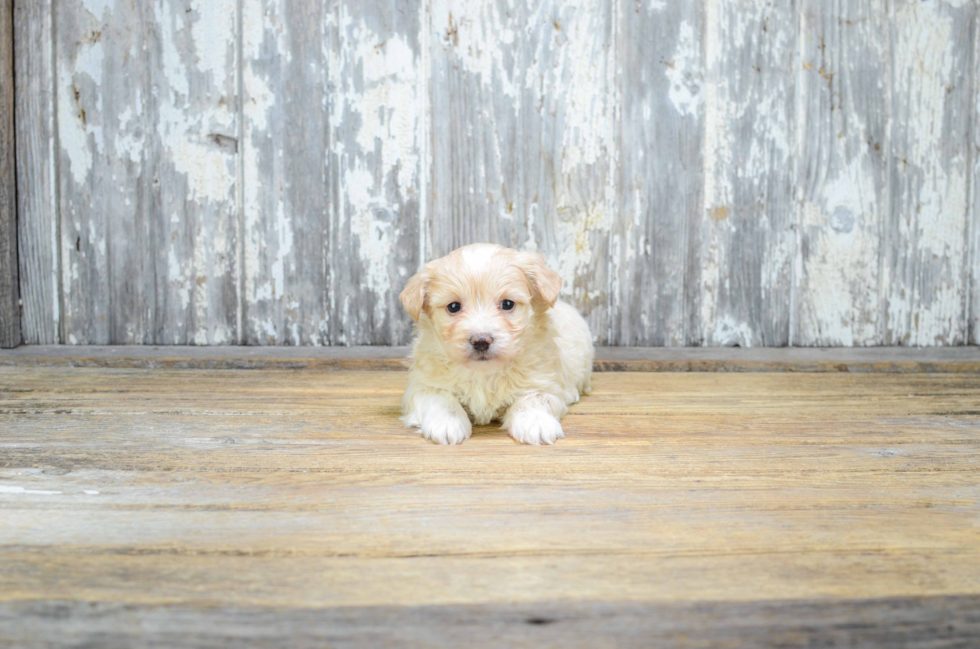 Maltipoo Pup Being Cute