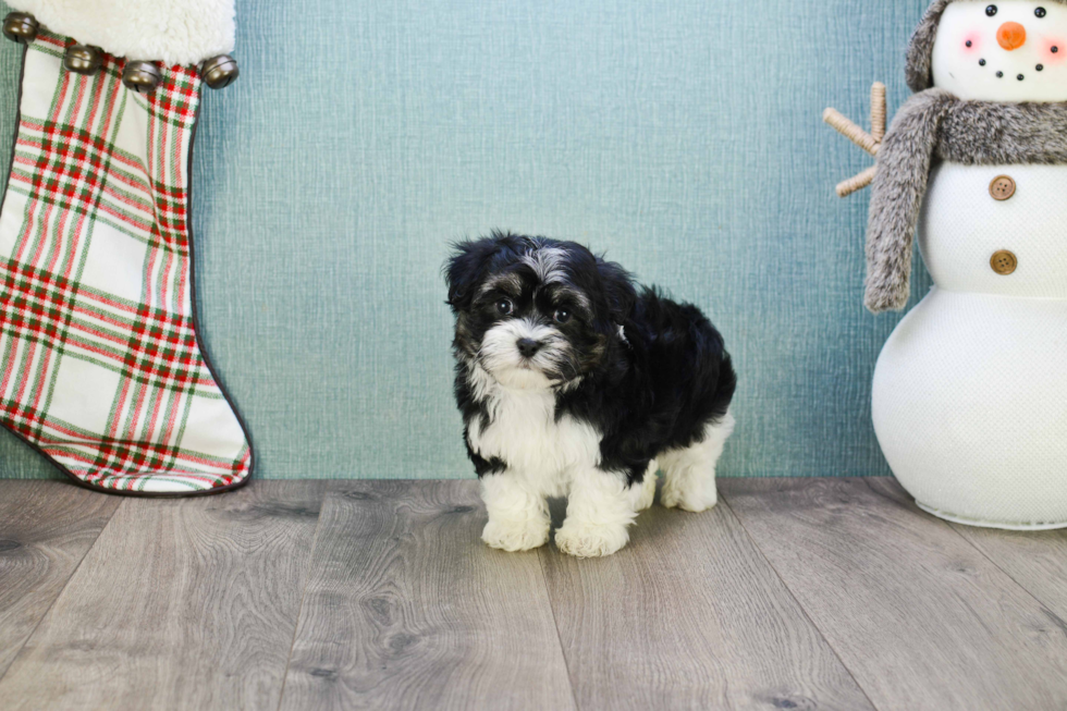 Havanese Pup Being Cute