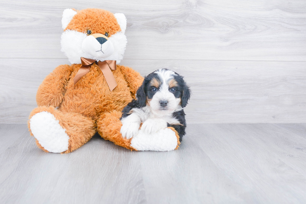 Small Mini Bernedoodle Baby
