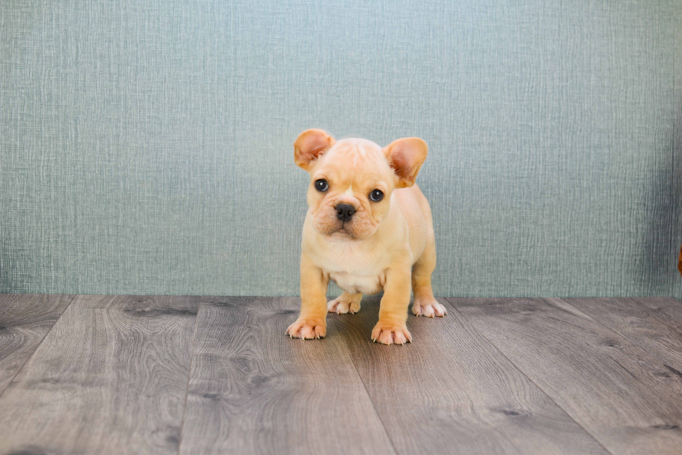 Adorable Frenchie Purebred Puppy