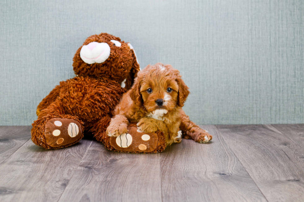 Little Cavoodle Poodle Mix Puppy