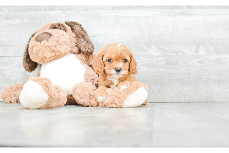 Cavapoo Puppy for Adoption