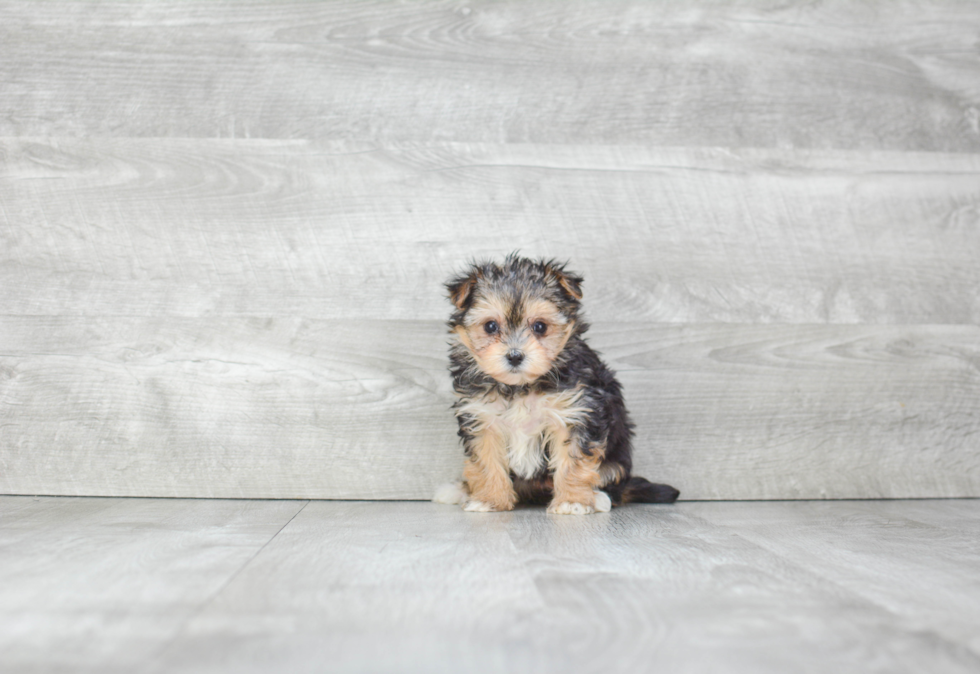Best Morkie Baby