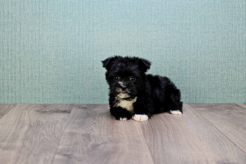 Morkie Puppy for Adoption
