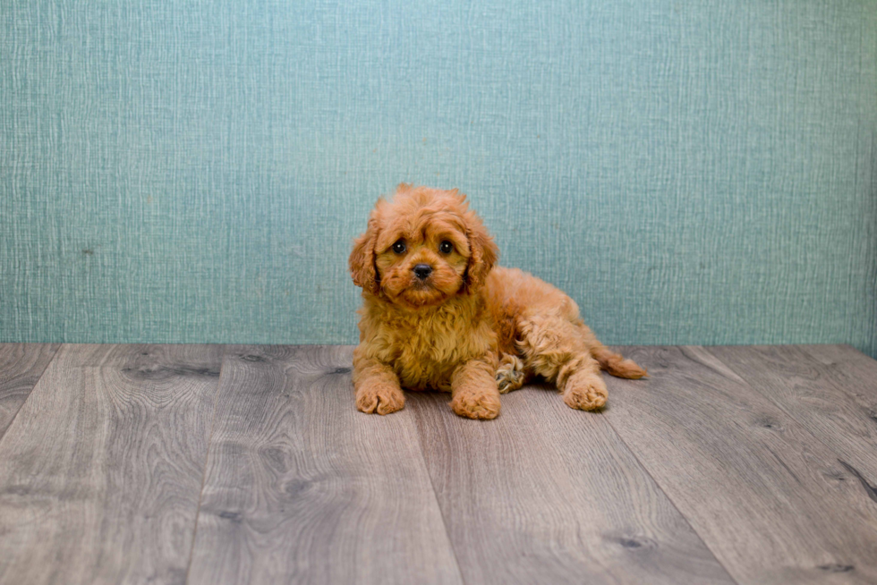 Small Cavapoo Baby