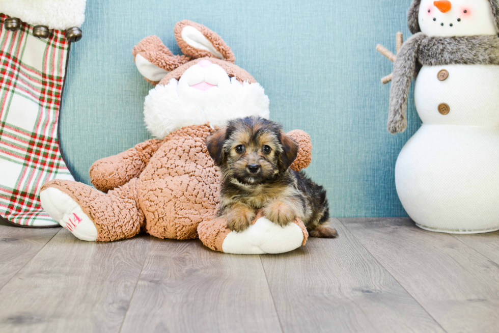 Fluffy Morkie Designer Pup
