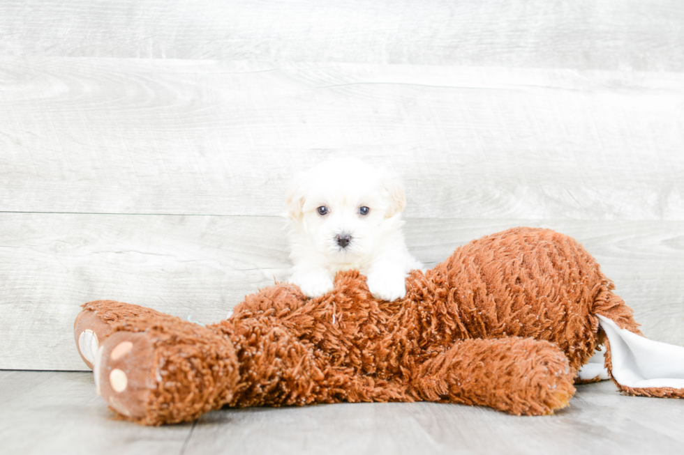 Maltipoo Pup Being Cute