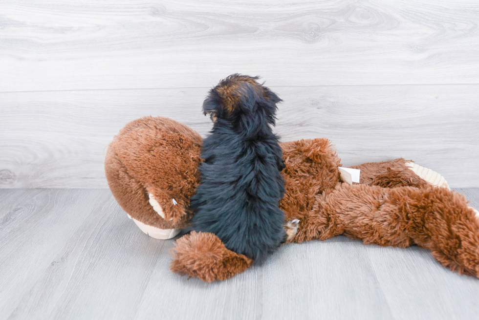 Fluffy Morkie Designer Pup