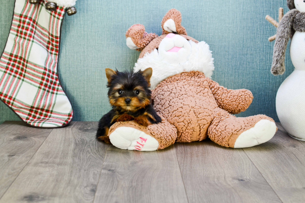Meet Victoria - our Yorkshire Terrier Puppy Photo 