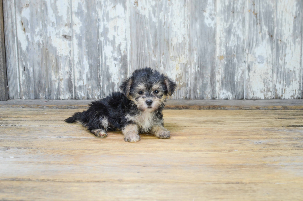 Morkie Puppy for Adoption