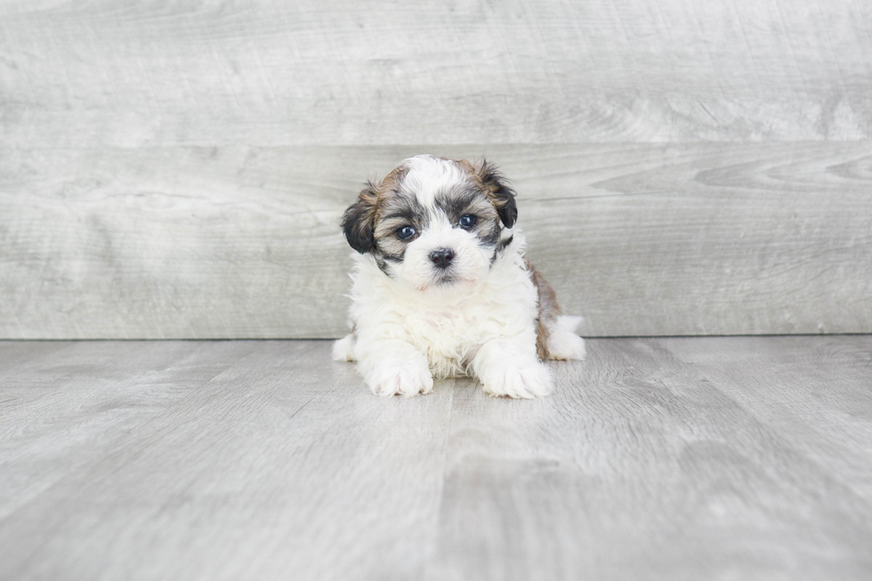 Best Teddy Bear Baby