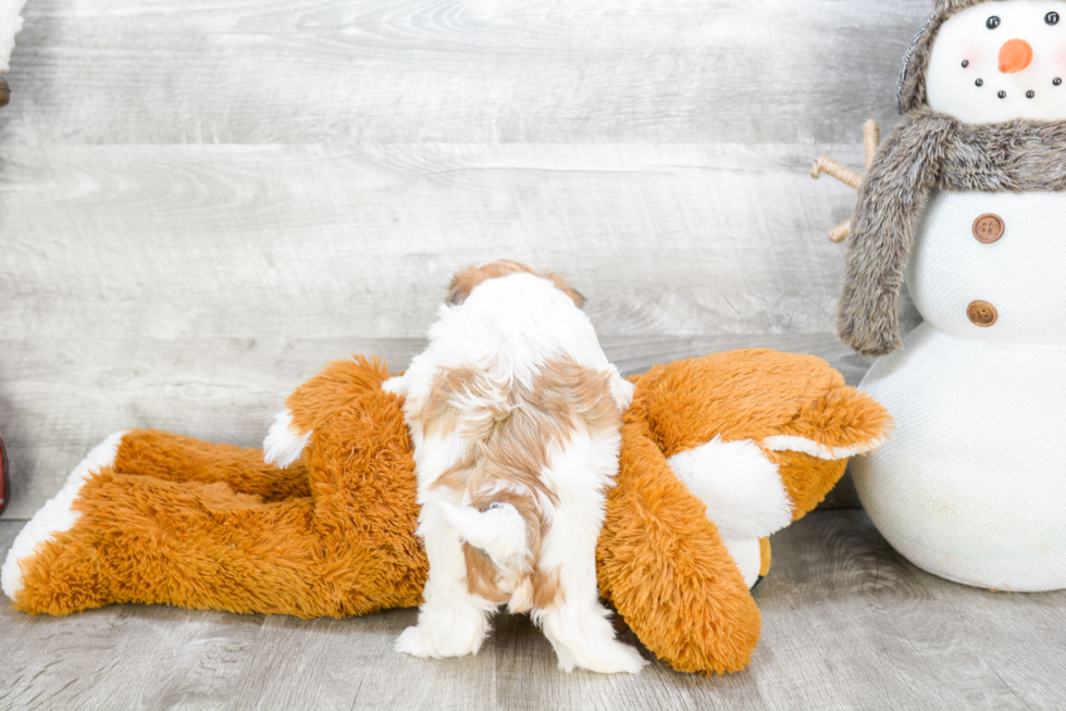 Morkie Puppy for Adoption