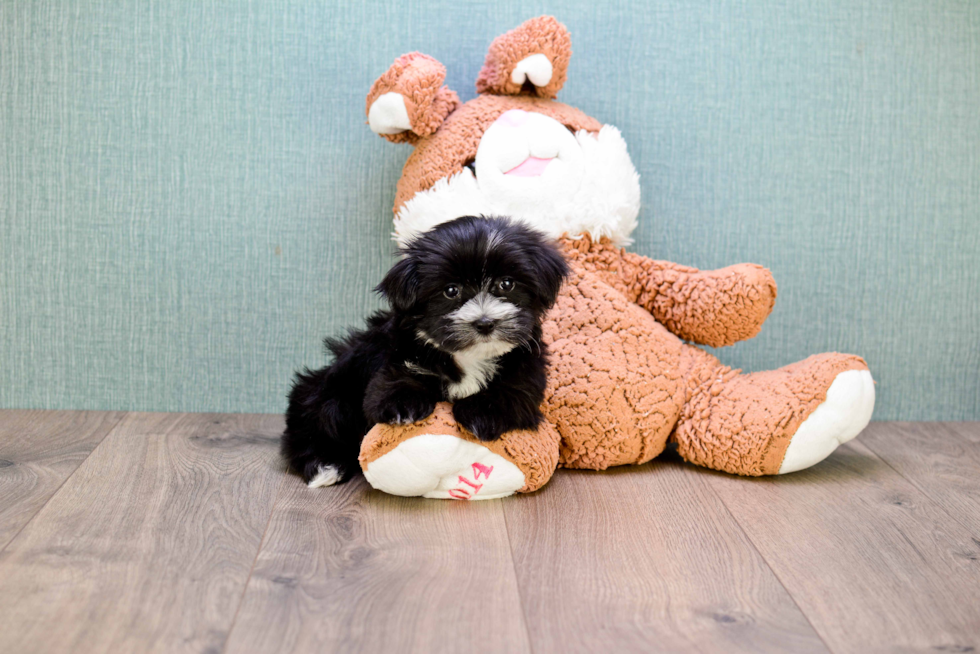 Adorable Yorkie Designer Puppy