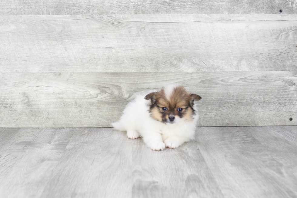 Playful Pomeranian Purebred Pup