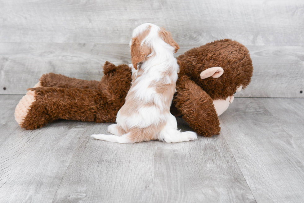 Playful Cavalier King Charles Spaniel Purebred Pup