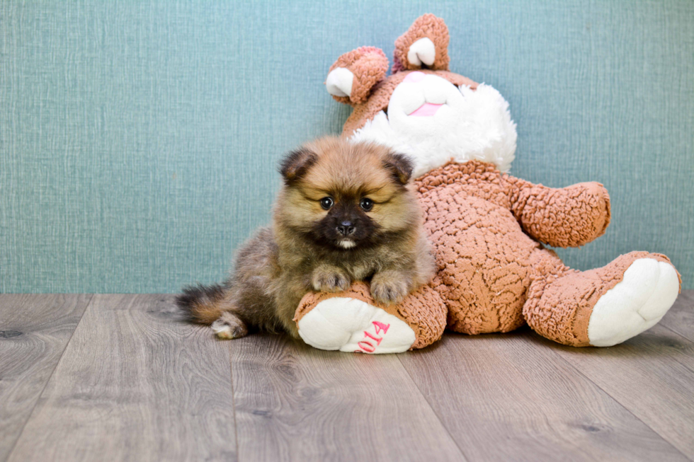 Cute Pomeranian Purebred Puppy