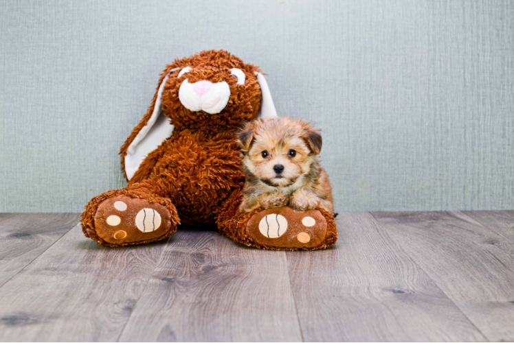 Best Morkie Baby