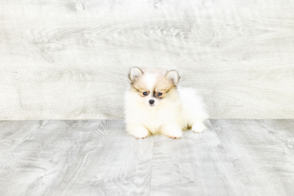 Pomeranian Puppy for Adoption