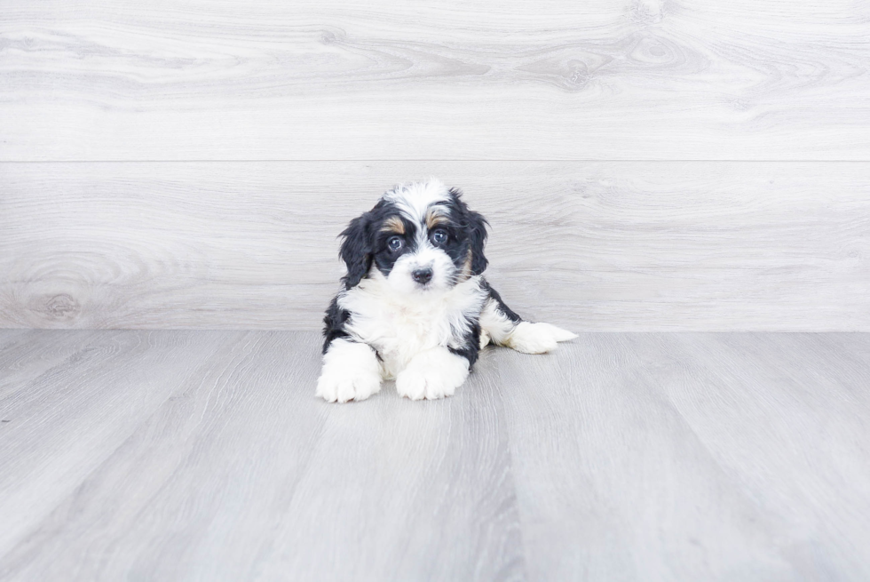 Mini Bernedoodle Pup Being Cute