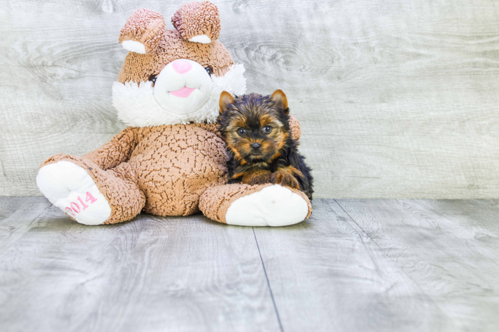 Meet Goldie - our Yorkshire Terrier Puppy Photo 