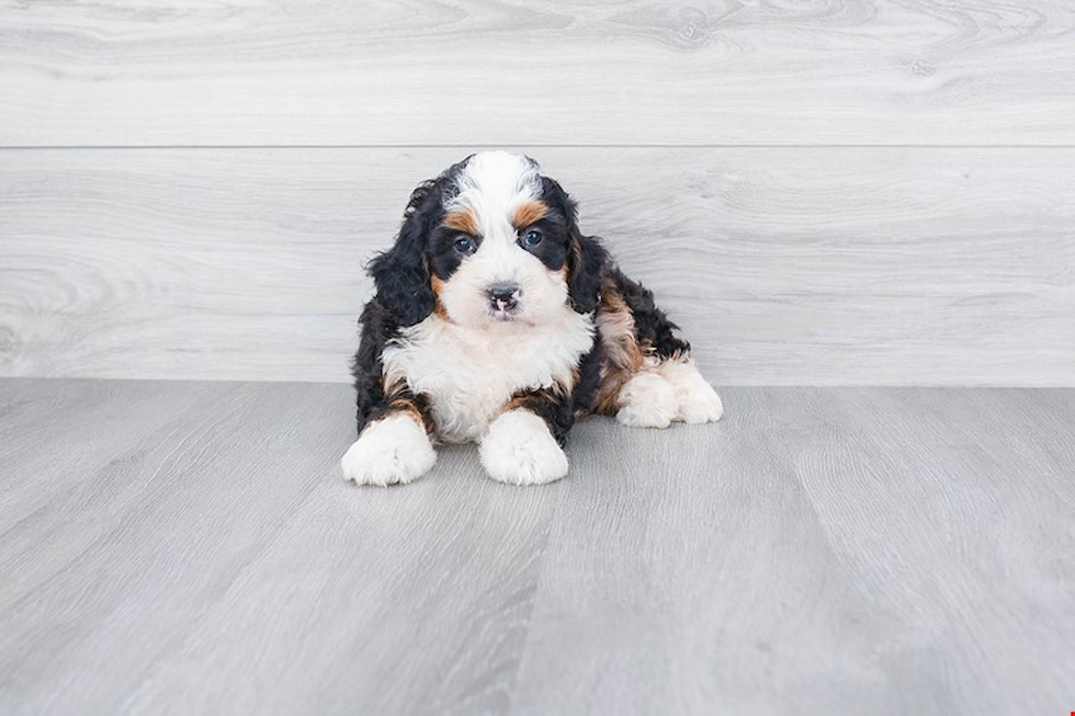 Mini Bernedoodle Pup Being Cute