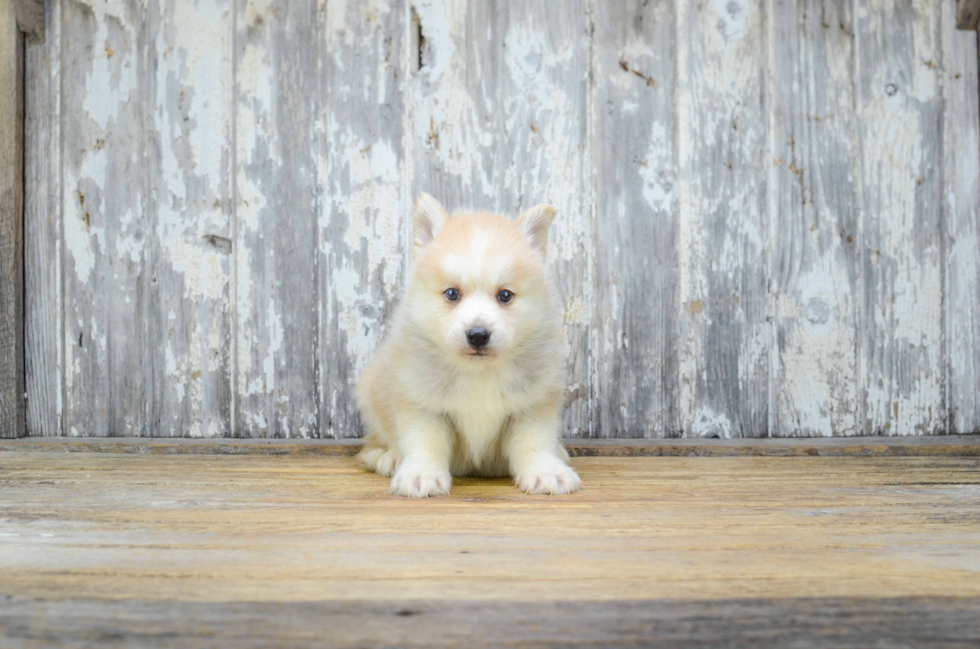 Sweet Pomsky Baby