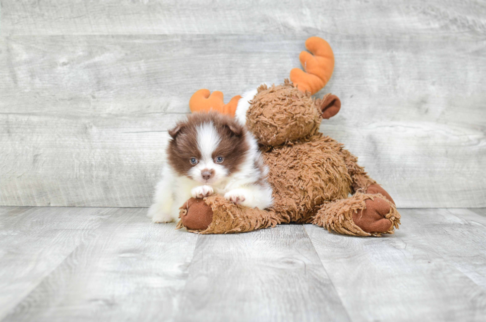 Popular Pomeranian Baby