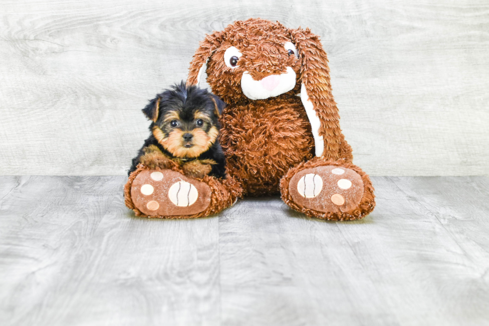 Meet Avery - our Yorkshire Terrier Puppy Photo 