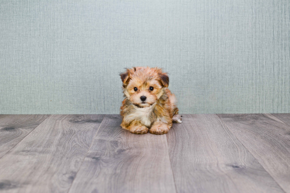 Best Morkie Baby