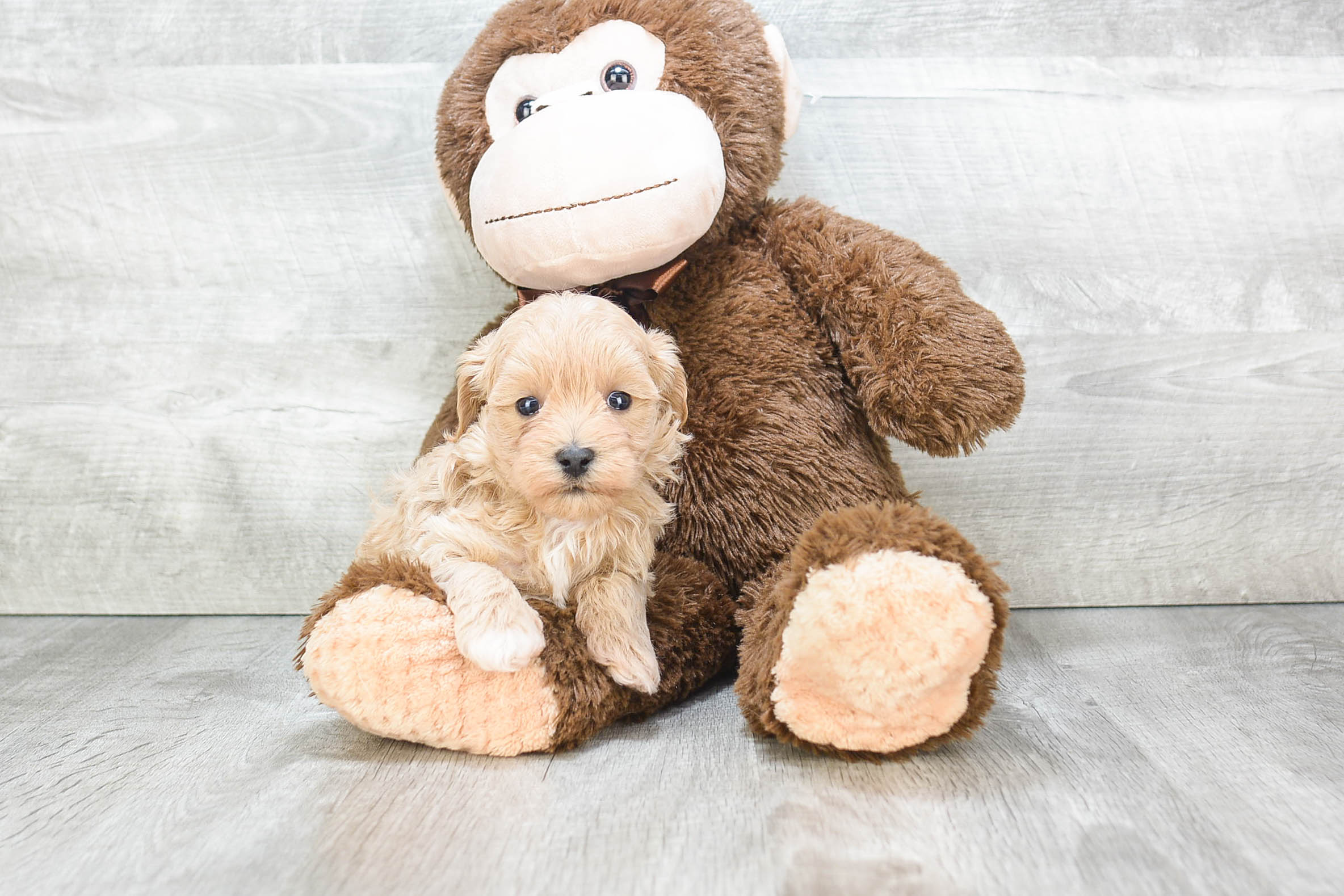 Smart Maltipoo Poodle Mix Pup