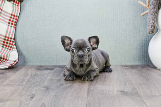 Cute Frenchie Purebred Puppy
