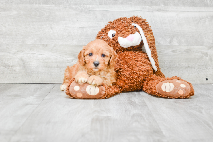 Funny Cavapoo Poodle Mix Pup