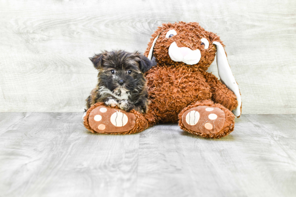 Funny Morkie Designer Pup