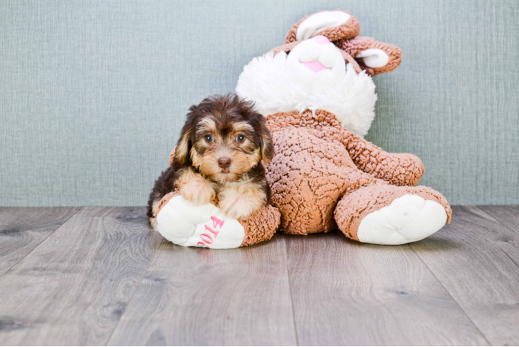 Fluffy Morkie Designer Pup