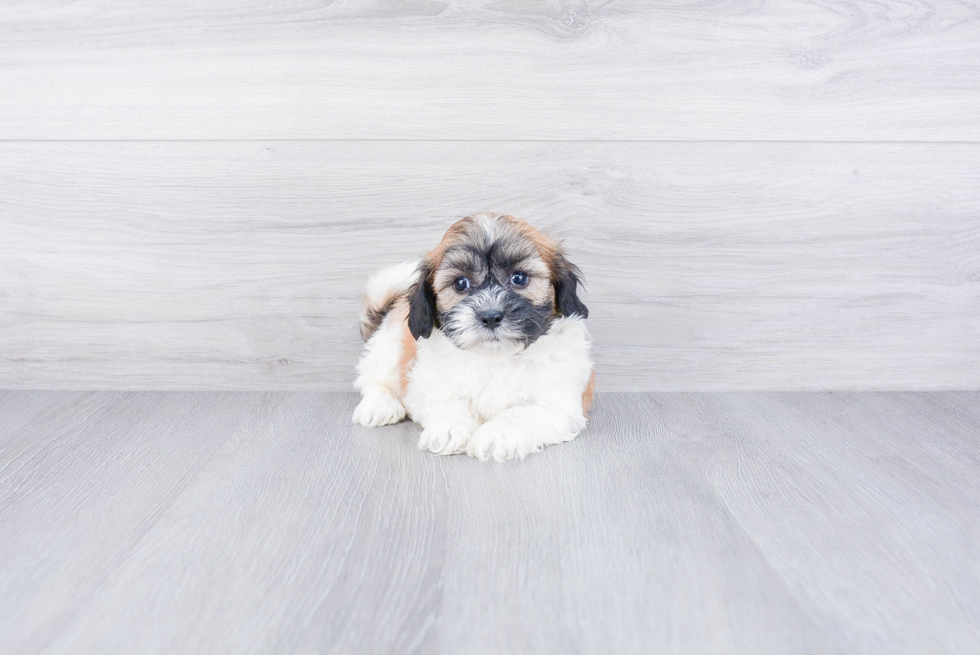 Best Teddy Bear Baby