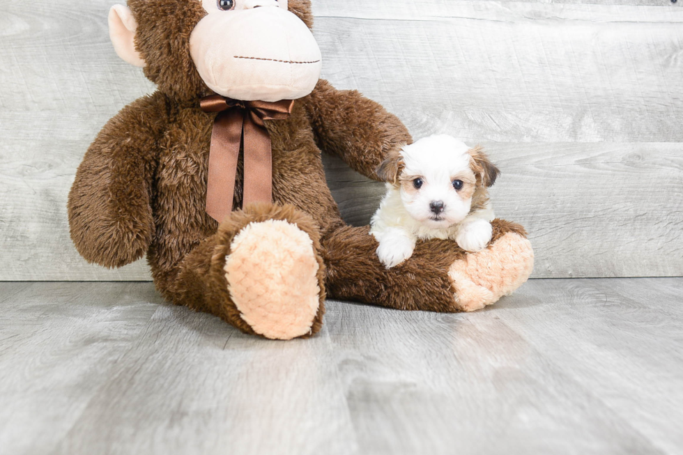 Morkie Puppy for Adoption