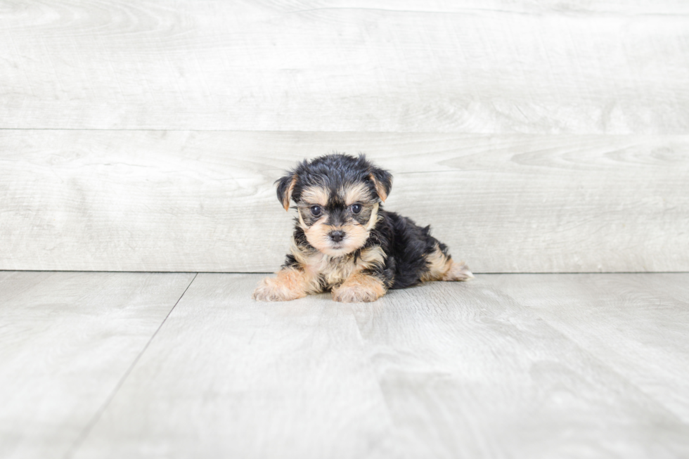 Petite Morkie Designer Pup
