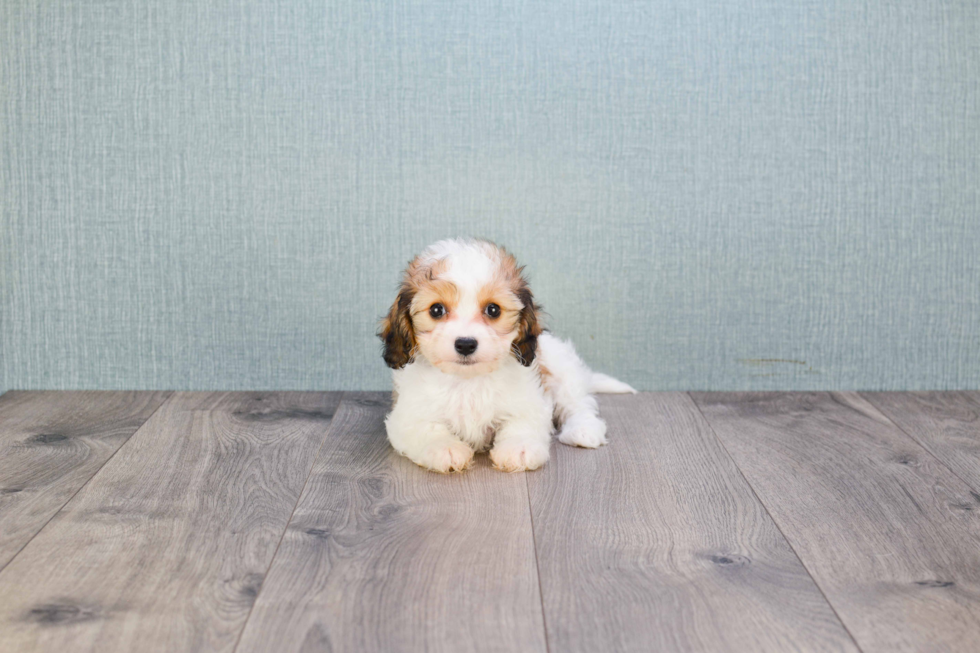 Happy Cavachon Baby