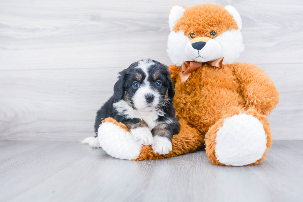 Petite Mini Bernedoodle Poodle Mix Pup