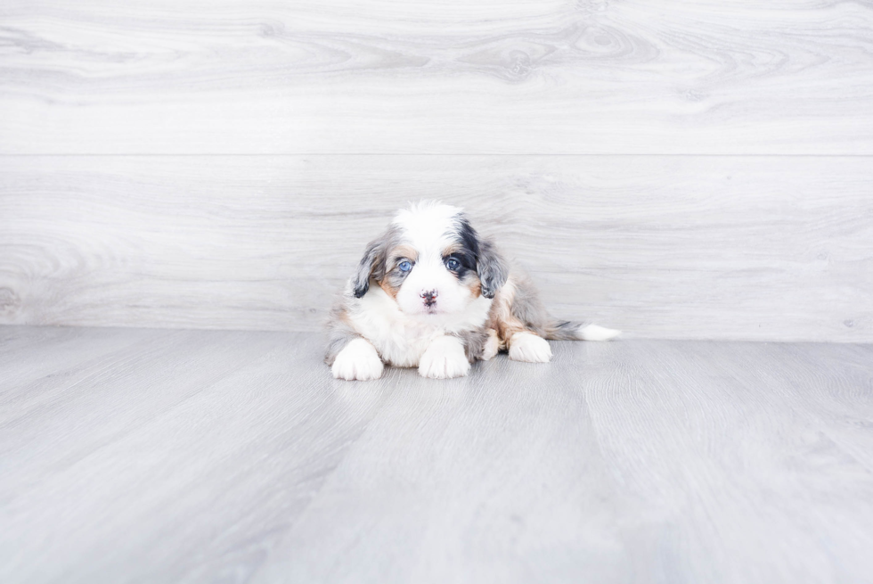 Happy Mini Bernedoodle Baby