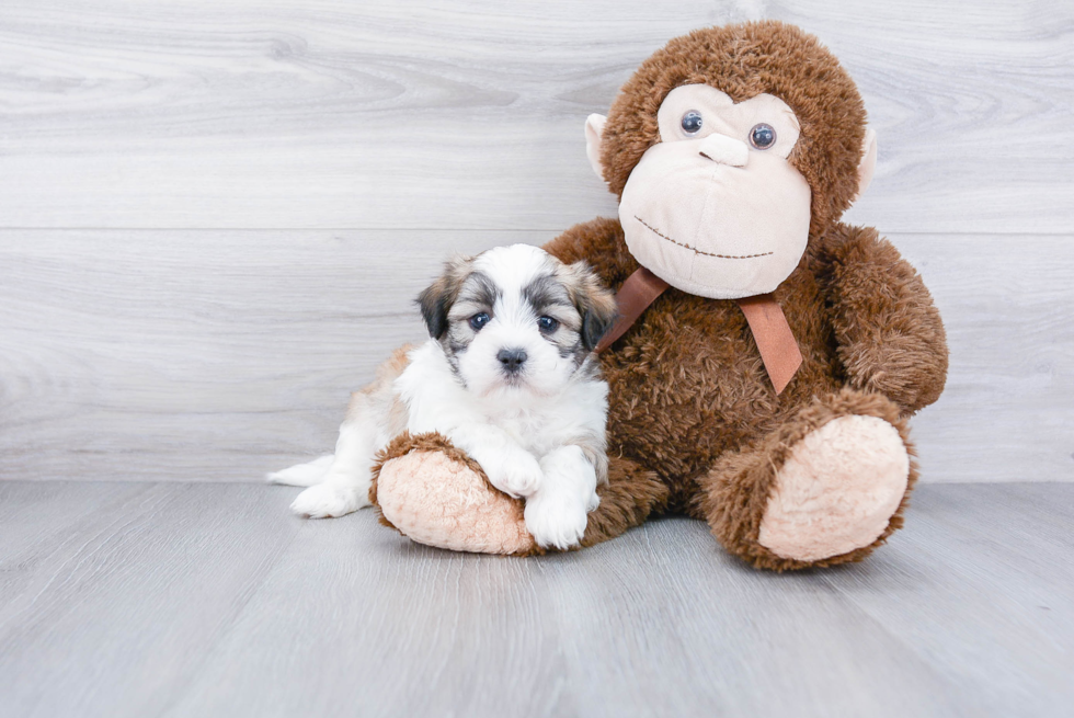 Friendly Teddy Bear Baby