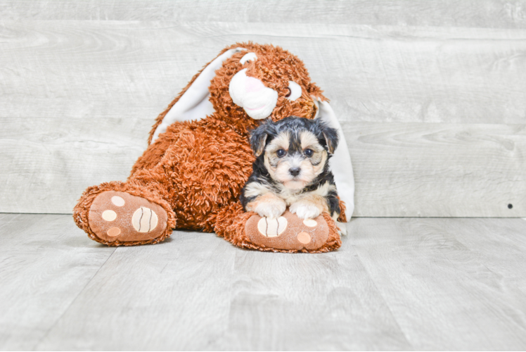 Morkie Puppy for Adoption